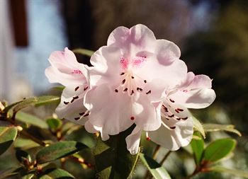 R.Cilpinense